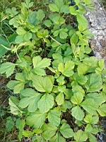 Benoite commune, Geum urbanum (prise a Lens)(1)